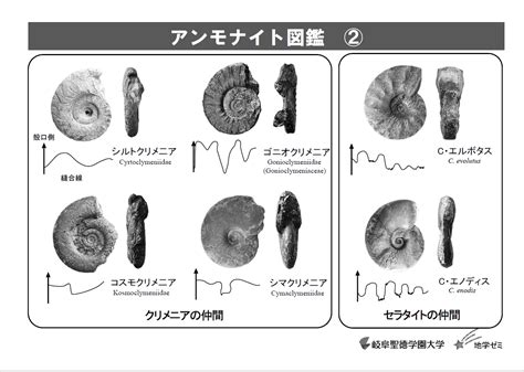 clymenia f95|Clymenia（クリメニア） Circle Profile .